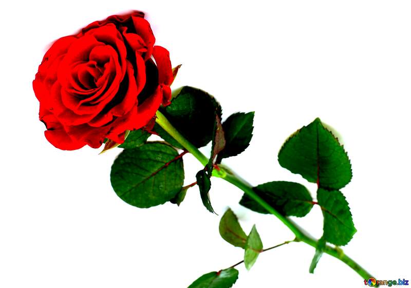 Red beautiful rose vivid colors №16891