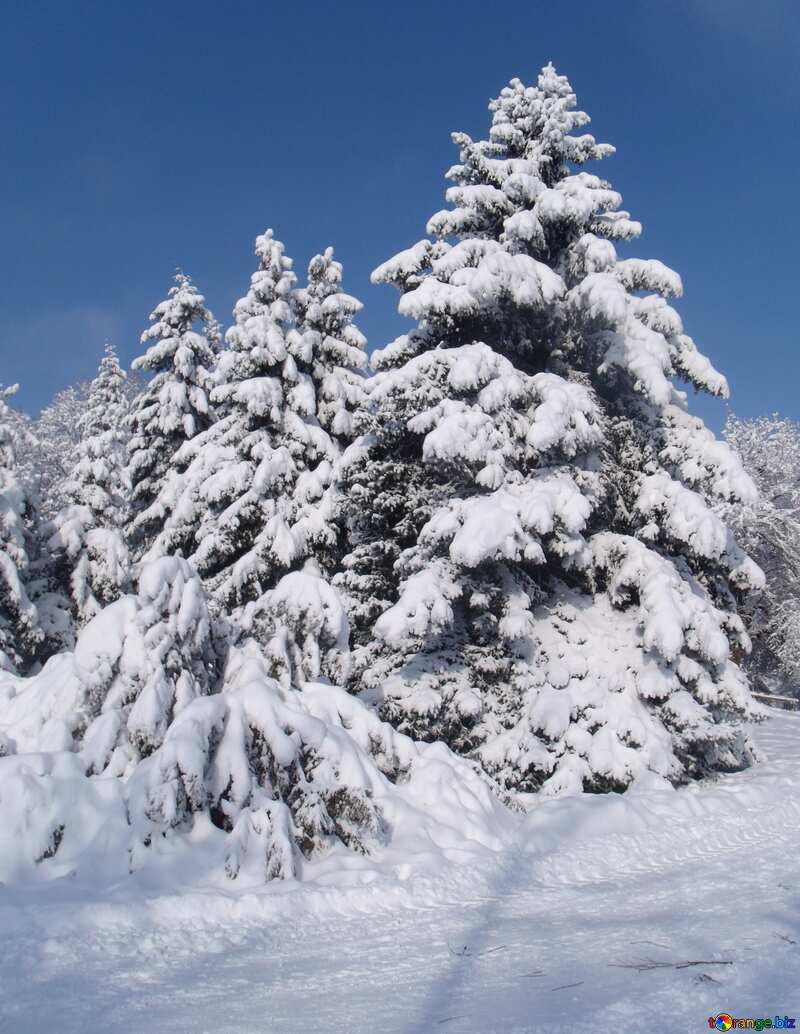 Snow  pine Trees №10520