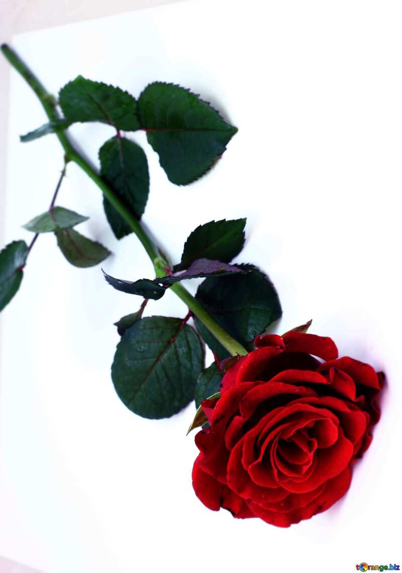 Red beautiful rose dark snow №16891