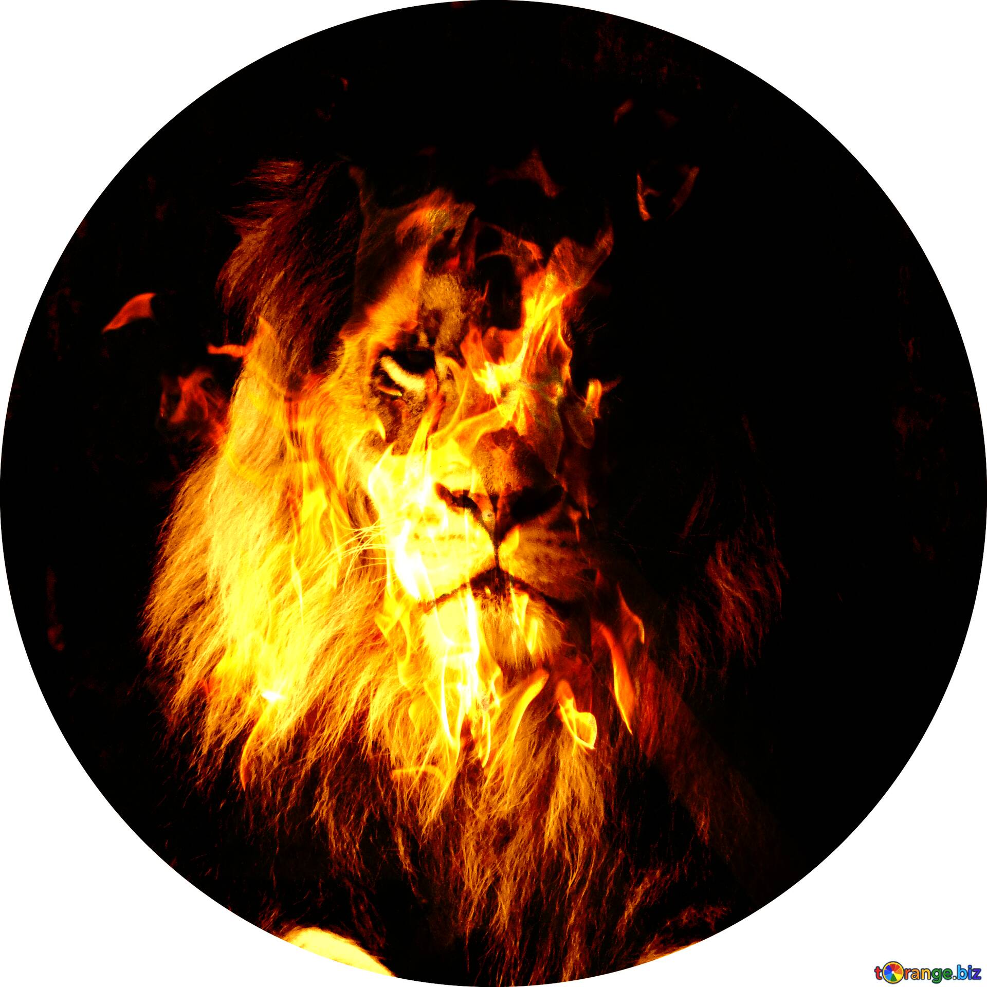 Download Free Picture Lion Fire Profile Picture On Cc By License Free Image Stock Torange Biz Fx 208269