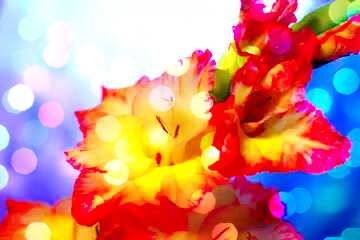 FX №208614 Flowers red Background
