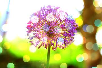 FX №208600 Flower purple Background Bokeh