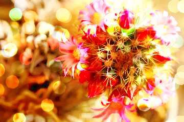 FX №208685 Cactus flowers BokehArt Greeting Card Background