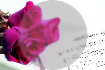 FX №208233 Rose flower music card template