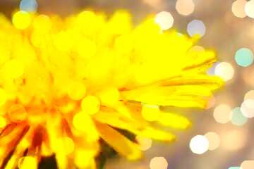 FX №208682 Yellow dandelion flower close up Art Greeting Card Background