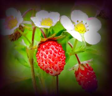 FX №208092 Flowers strawberries dark  frame