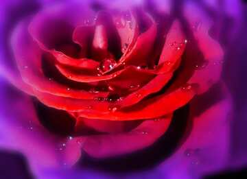 FX №208097 Rose flower on black blur frame