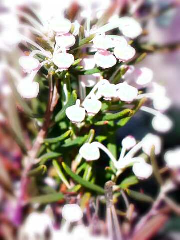 FX №208235 Flower Andromeda plant blur frame