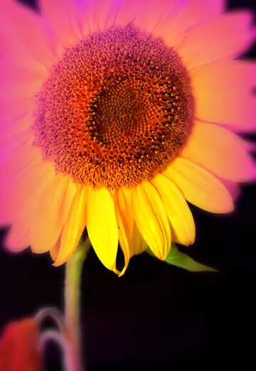 FX №208740 Sunflower flower on black background blur frame