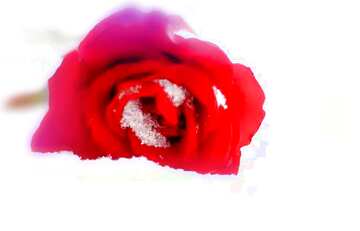 FX №208802 Red rose flower on the snow  blur frame