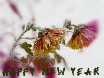 FX №208783 Winter flower happy  new year