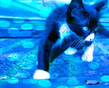 FX №208340 Kitten sunlight blue