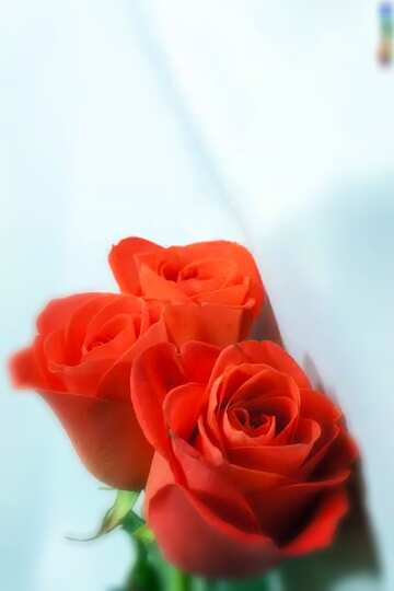 FX №208246 Roses  and  White  tissue. blur frame