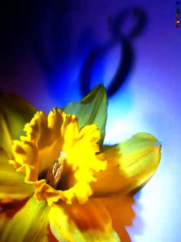FX №208303 Narcissus flower background on March 8 spring greetings