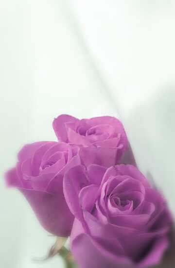 FX №208245 Pink Roses  and  White  tissue. blur frame