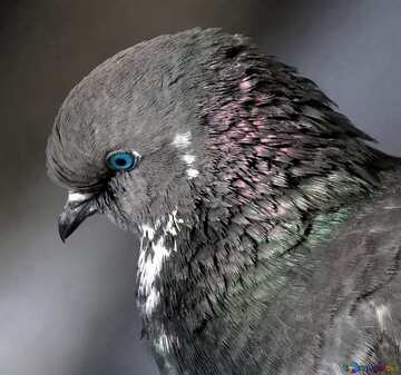 FX №208115 Pigeon portrait