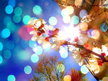FX №208621 Lens flare and holiday lights flower tree Bokeh Card Background
