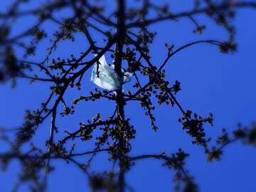 FX №208099 Plastic bag stuck in tree dark blue blur frame