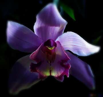 FX №208277 orchid blur frame background dark