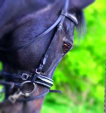 FX №208331 Horse  head blur frame