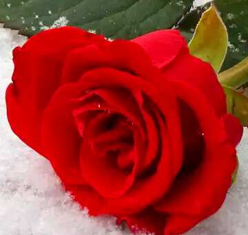 FX №208209 Bright red rose winter