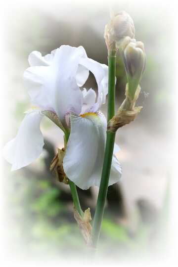 FX №208852 Flower of iris white frame around white