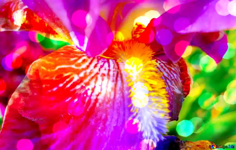 Macro iris flower Art Greeting Card Background №46881