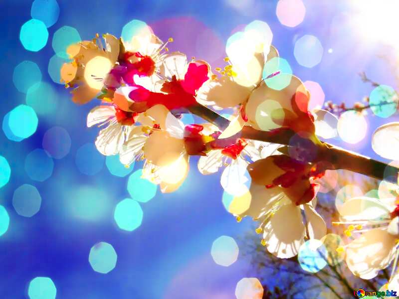 flowers cherry blossoms Bokeh Greeting Card Background №50339