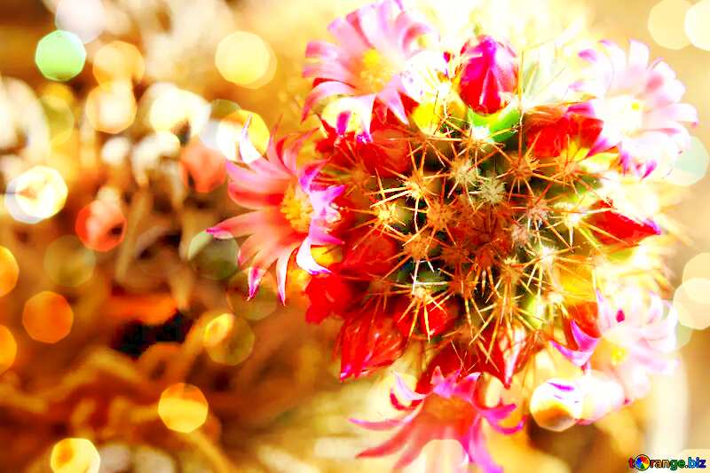 Cactus flowers BokehArt Greeting Card Background №46595