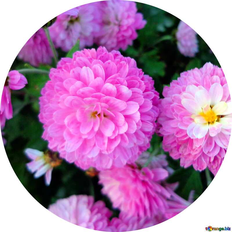 Chrysanthemum frame circle №14203