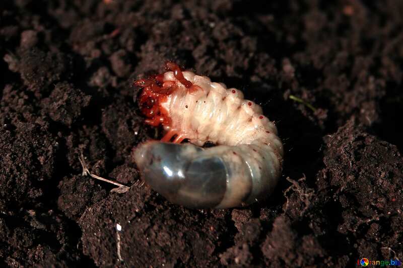 May beetle larva in the ground №20463