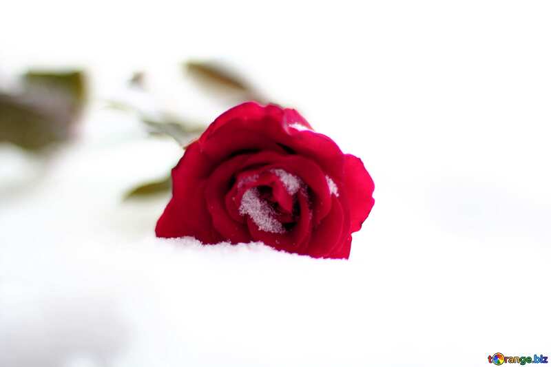Red rose flower on the snow №17823