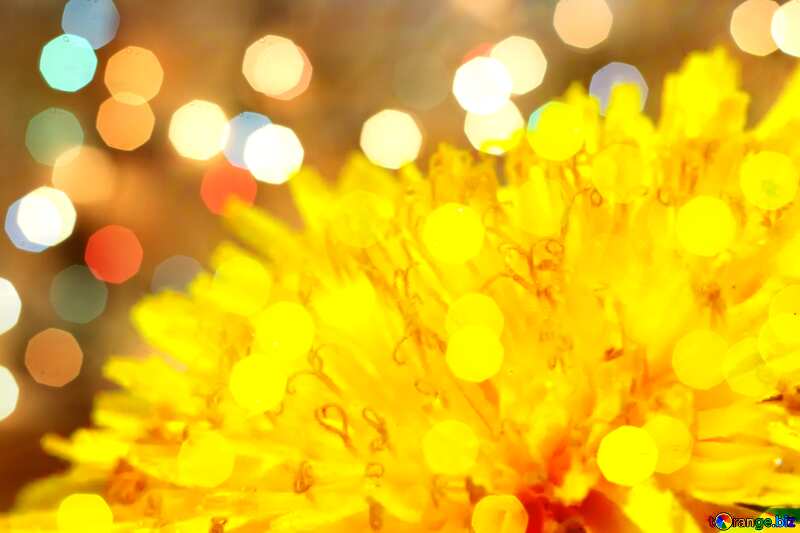 Close-up of dandelion flower Art Greeting Card Background №46790