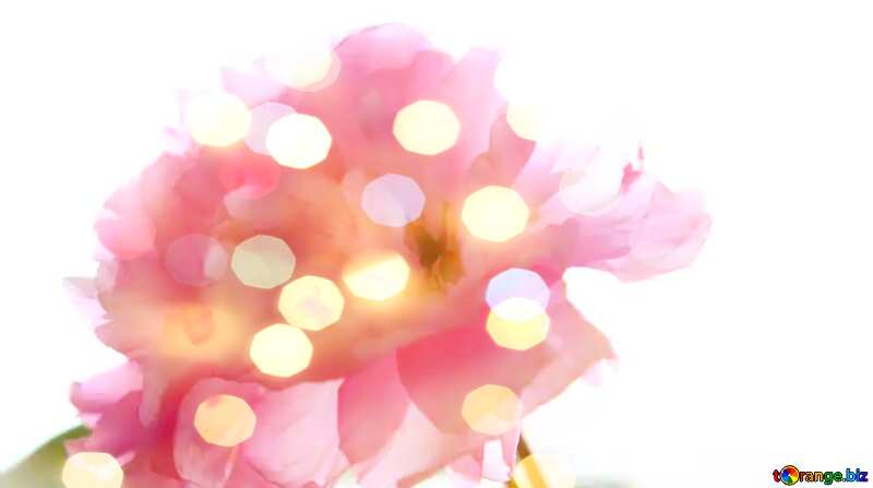 Sakura flower isolated on white background Greeting Card Background №48590