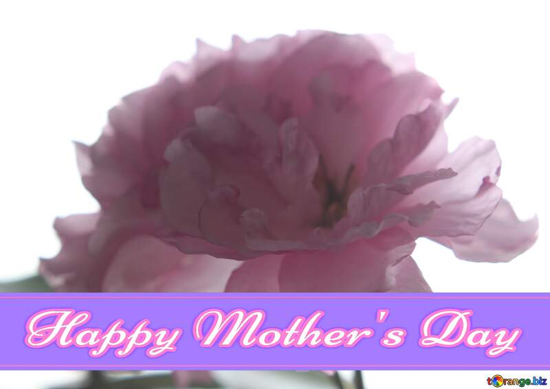 Sakura flower Happy Mothers Day №48592