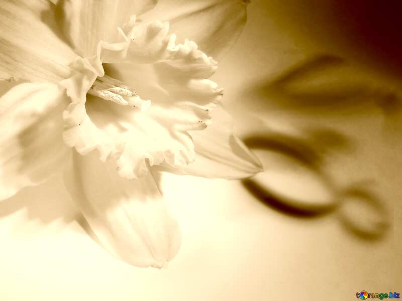 Narcissus flower  light sepia №341