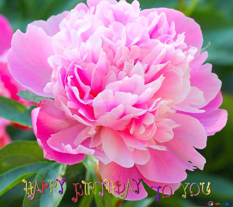 Pink peonies happy birthday card №32660