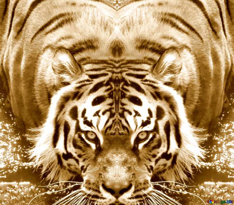 tiger symmetric №45016