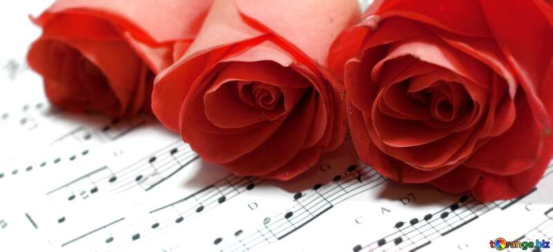 Three  Roses  flowers at  notes banner  background №7272