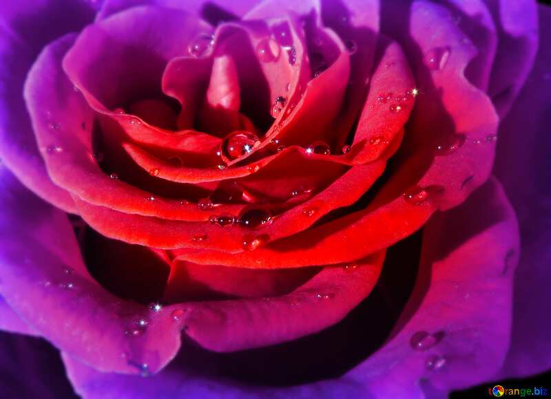 Rose flower on black blur frame №17094