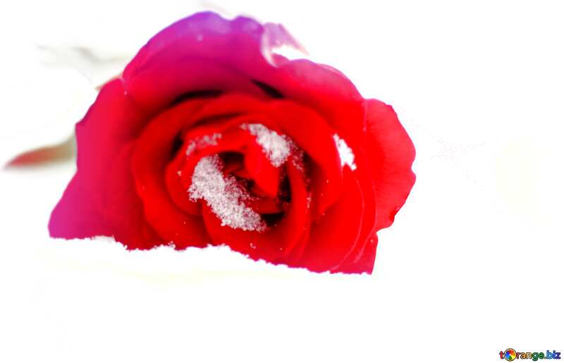 Red rose flower on the snow  blur frame №17823