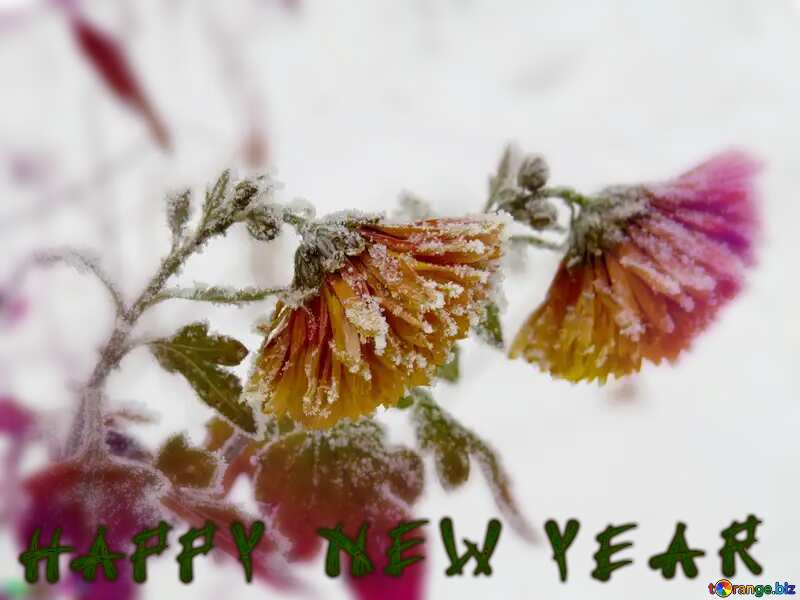 Winter flower happy  new year №38162