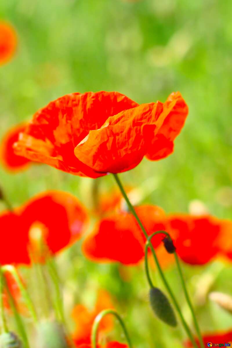 Red poppy flower blur frame №34201
