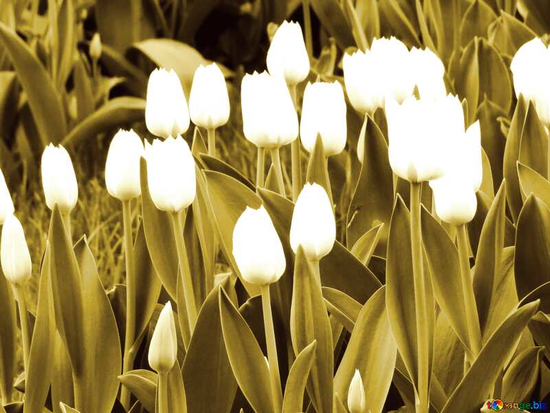 White Tulips flowers №31275