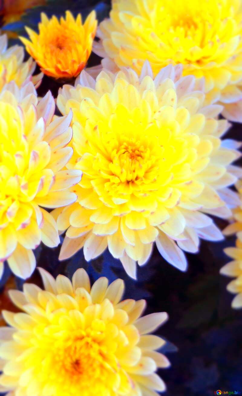 Chrysanthemum flower  blur frame background №14193