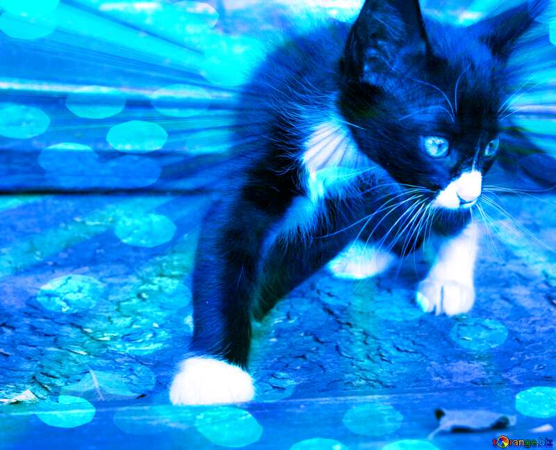 Kitten sunlight blue №7496