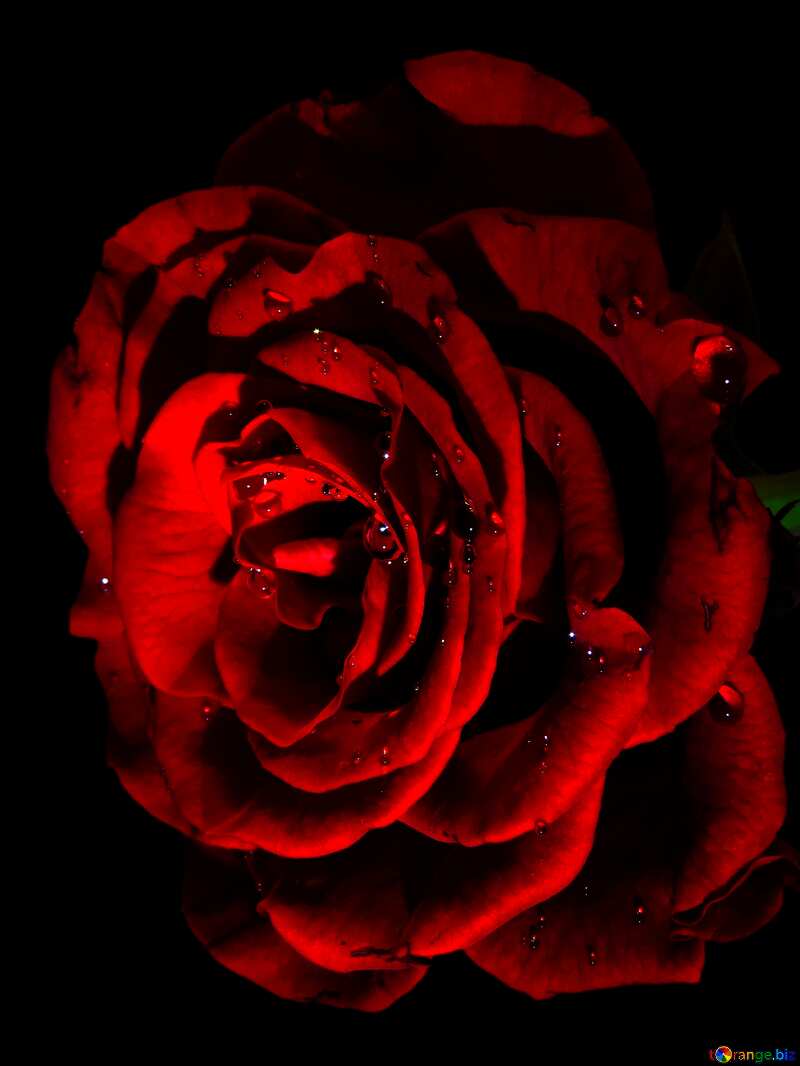 Rose flower on black №17094