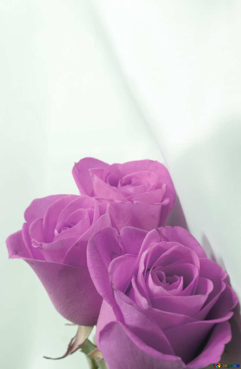 Pink Roses  and  White  tissue. blur frame №7270