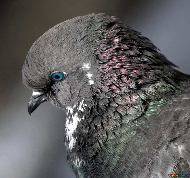 Pigeon portrait №19825