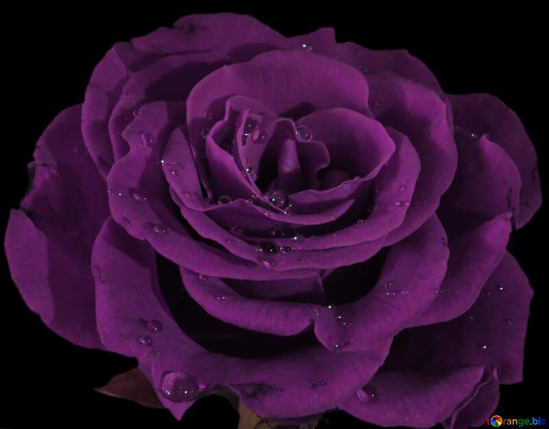 Pink Rose on black №17095